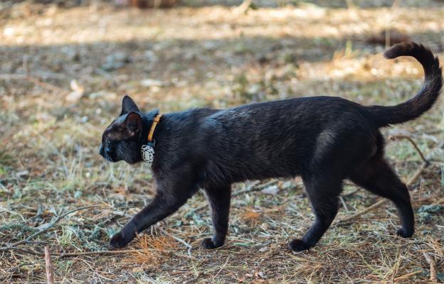 котка с нашийник