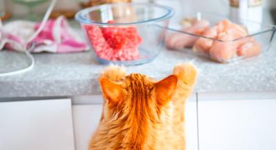 котка в кухнята