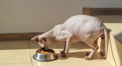 котка се храни