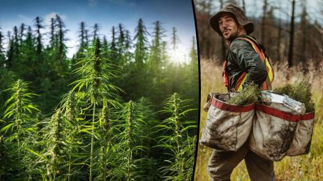 горски марихуана коноп трева нива