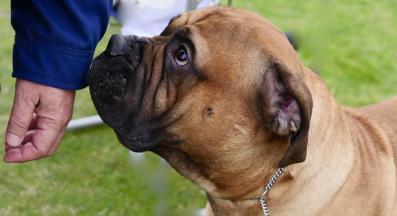 куче подозрително непознати