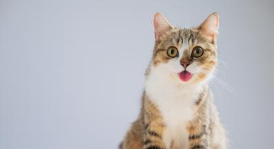 Домашна котка