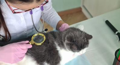 домашна котка