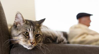 домашна котка