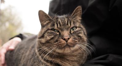 домашна котка