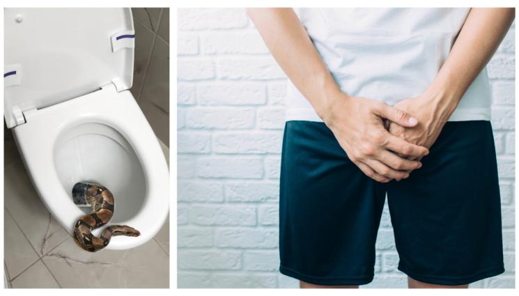 змия - ИСТИНСКИ УЖАС: 3-метрова змия изскочи от тоалетна и захапа мъж за топките! (СНИМКИ)