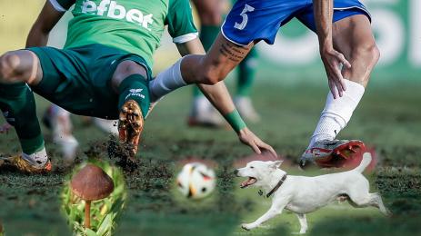 терени трева гъба