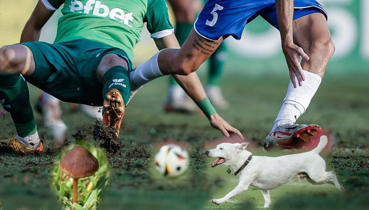 терени трева гъба - БИОЛОГИЧНА ЗАПЛАХА: Откъде се пръкна отровната гъба, която мори футболните терени