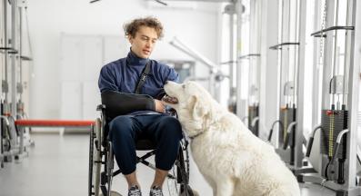 служебно куче