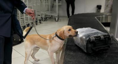 куче обоняние