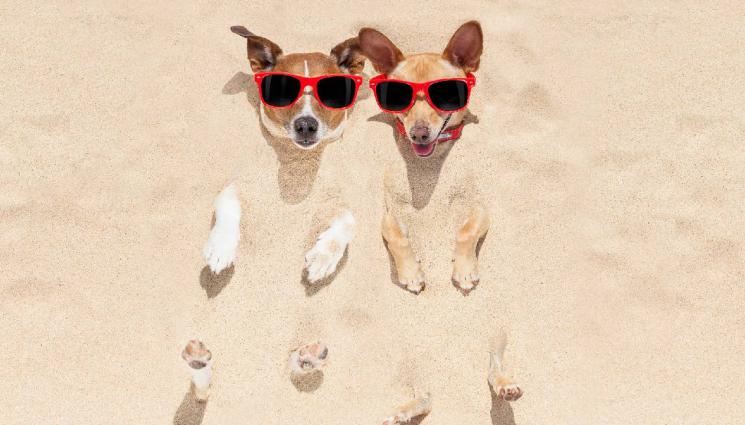 пясък кучета - ЗЛАТНО ВРЕМЕ: Псамотерапия: пясъкът ни лекува!