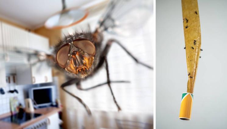 златно време - ПРАКТИЧНИ СЪВЕТИ: Как да се отървете от мухите у дома?