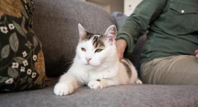 домашна котка