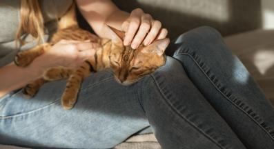 домашна котка