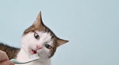 почистване на зъби на котка