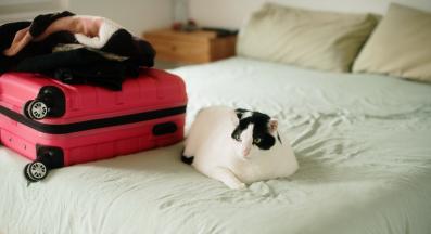 домашна котка