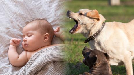 бебе кучета