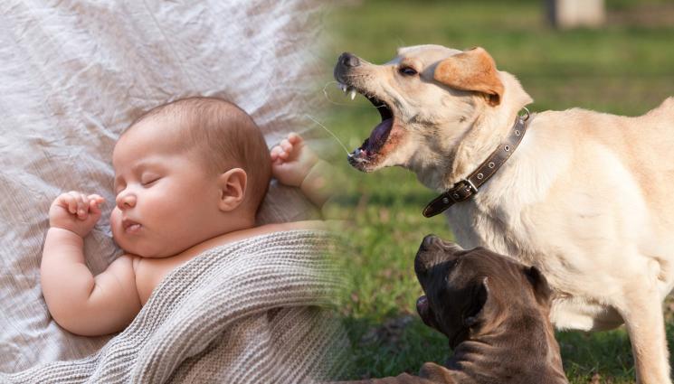 бебе кучета - ТРАГЕДИЯ: Кучета убиха бебе, родителите излезли да пушат трева!