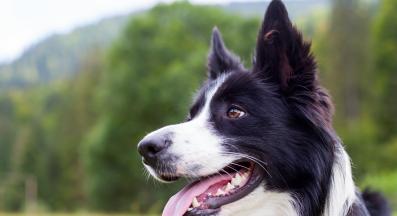 куче ветеринарен лекар