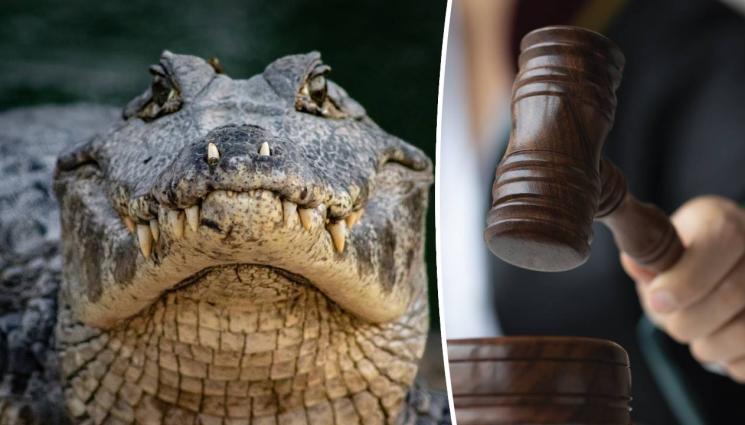 Кроко крокодил Ботунец - КРОКО: Отнет в полза на държавата!