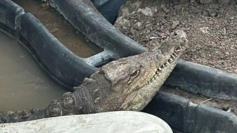 Кроко крокодил Ботунец