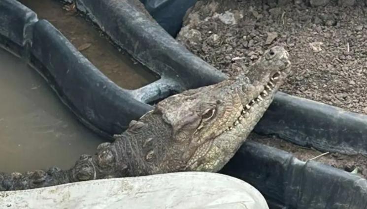 Кроко крокодил Ботунец - СЛЕД КАТО ГО ИЗМЪКНАХА ОТ ДУПКАТА В БОТУНЕЦ: Какво се случва с Кроко?