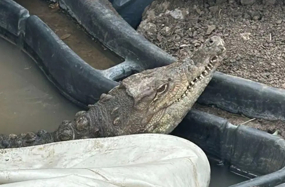 Кроко крокодил Ботунец