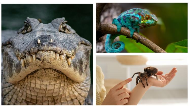 r - Гледаме 3882 екзотични животни у дома!