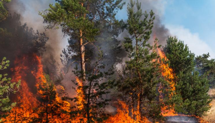 пожар гора - ОГЪНЯТ НЕ СПИ: Пак гори парк 
