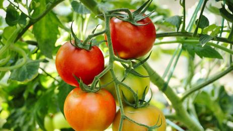 Агро Телеграф