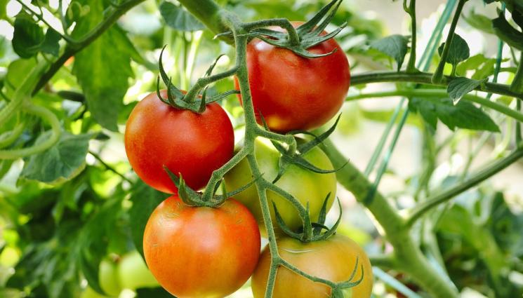 Агро Телеграф - Агро Телеграф: Всеки трети домат – за износ