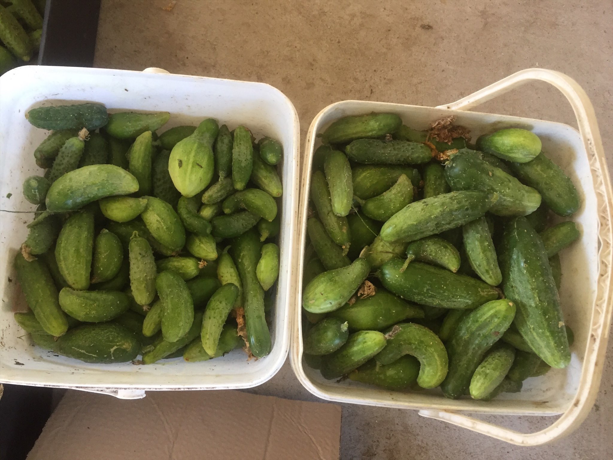 Агро Телеграф