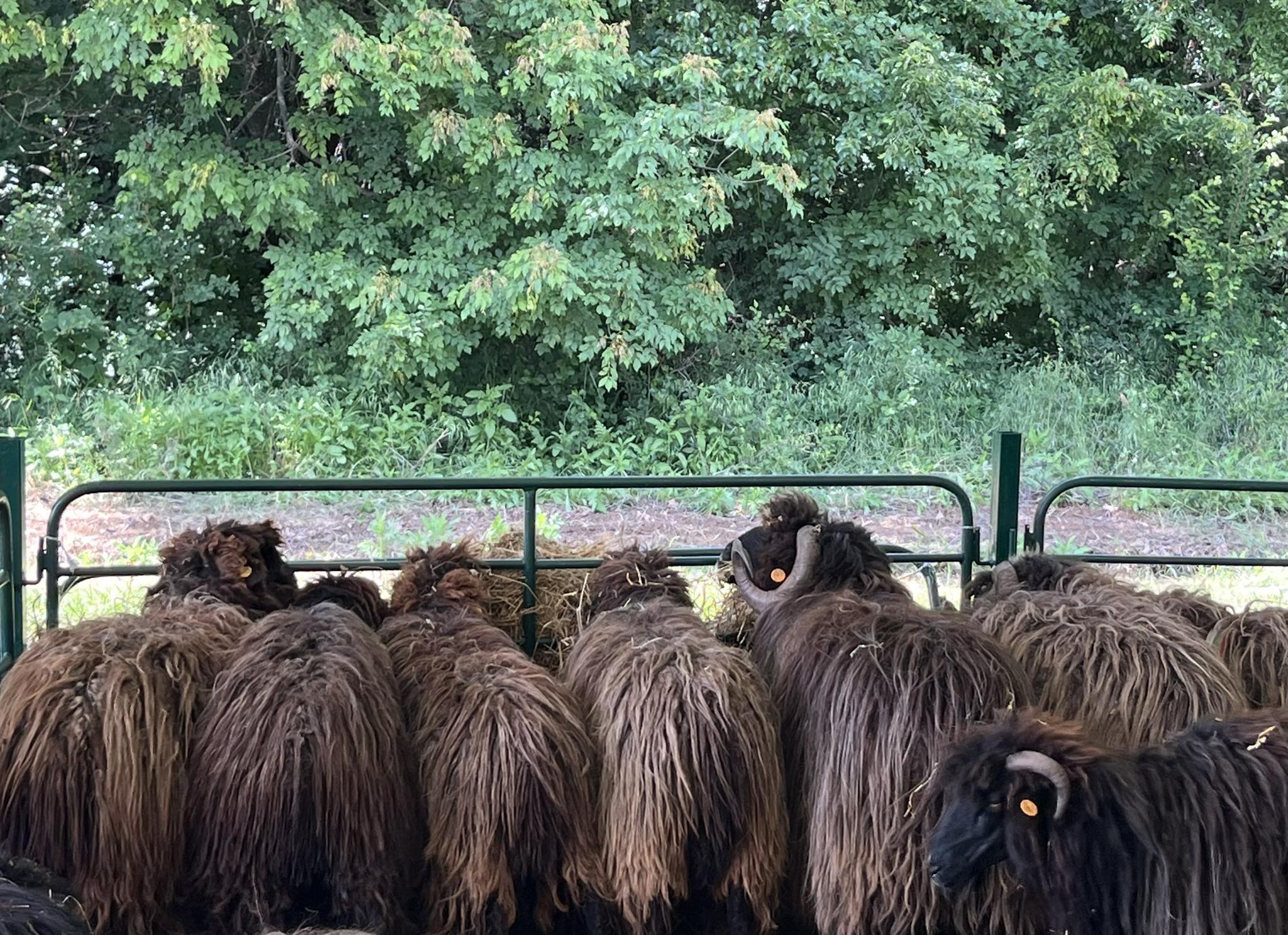 Агро Телеграф