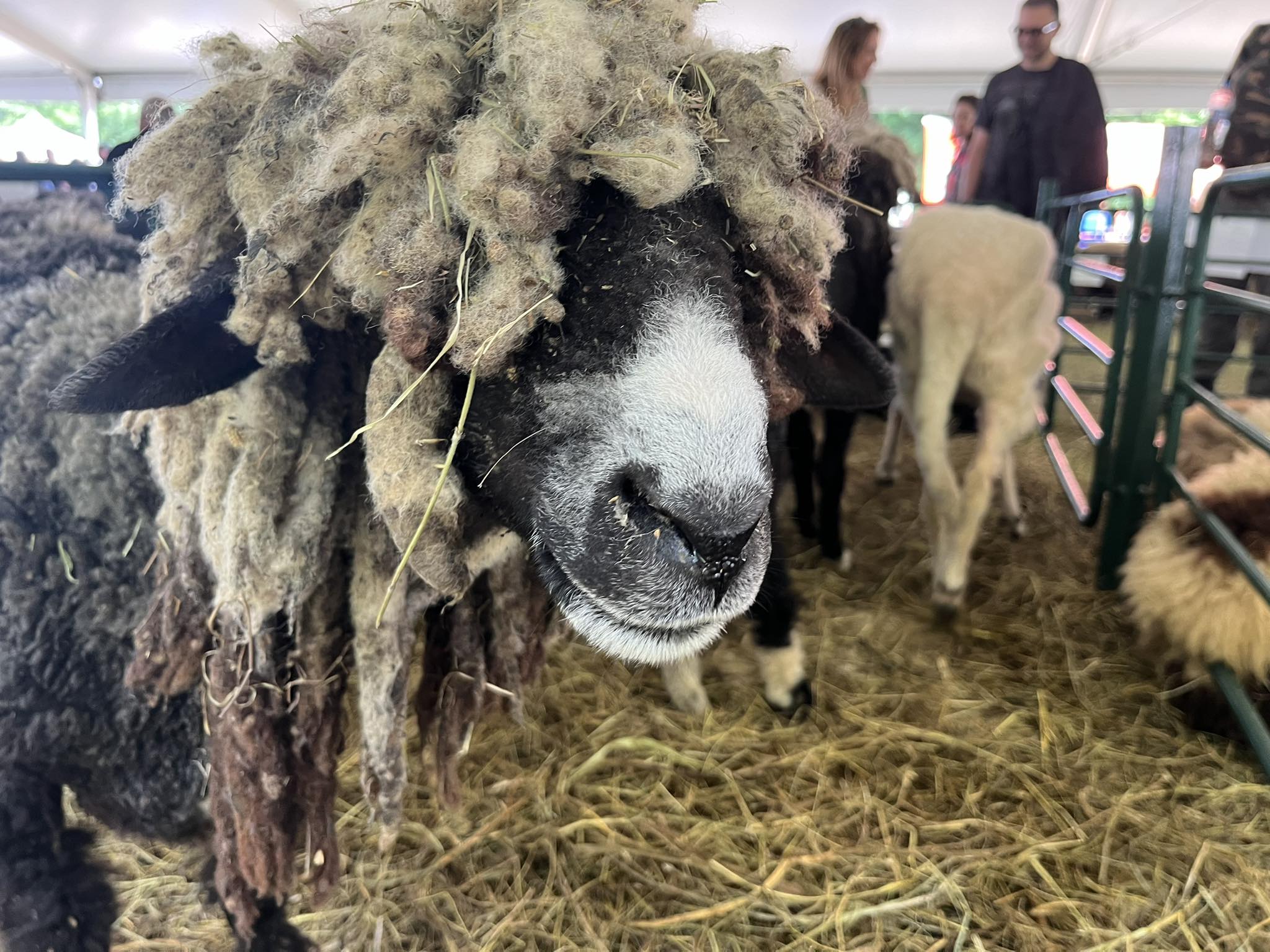 Агро Телеграф