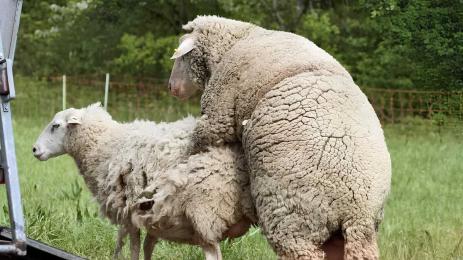 Агро Телеграф