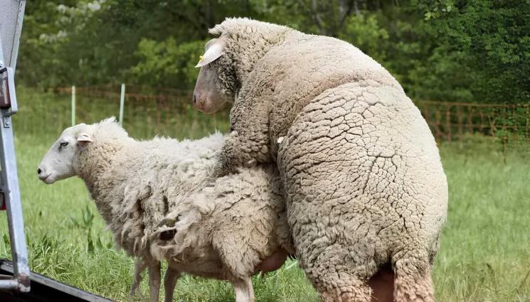 Агро Телеграф - Агро Телеграф: Кочът се влюбва в една овца
