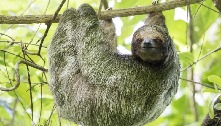 ленивец - ПТИЦА-УБИЕЦ НА ЛЕНИВЦИ И МАЙМУНИ!
