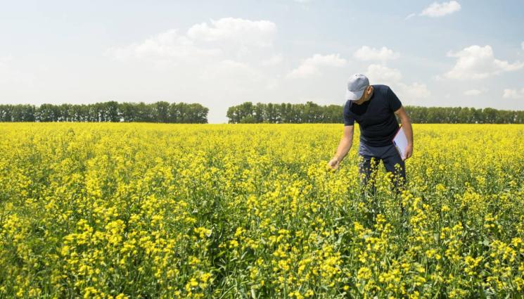 агро - Агро Телеграф: Сушата отлага сеитбата на рапица
