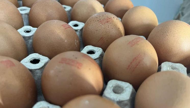 яйца - Агро Телеграф: Искаме квота за яйцата от Украйна, нужен ни е защитен механизъм
