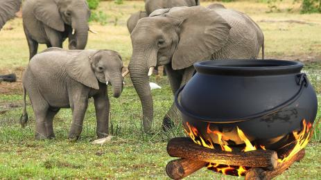 слончета казан