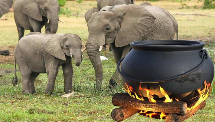 слончета казан - КЪРВАВА КАСАПНИЦА: Колят 83 слона, ще ги изядат!