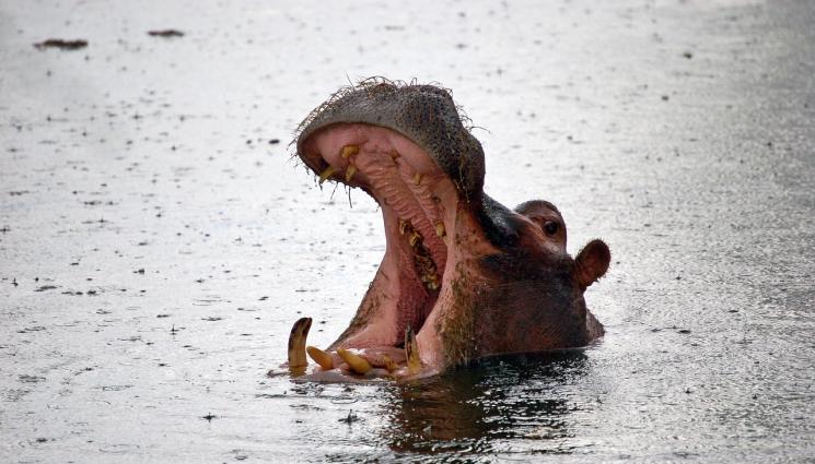 хипопотам - Цял град празнува след залавянето на „хипопотам убиец