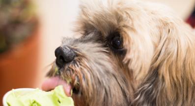 куче лакомства