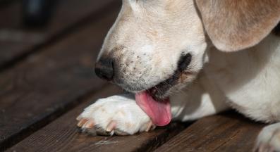 куче ближе лапи