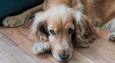 възрастно куче