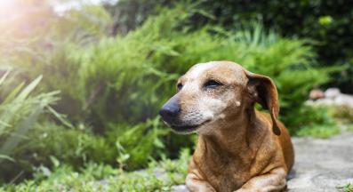 възрастно куче