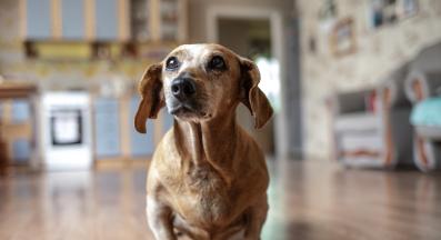 възрастно куче