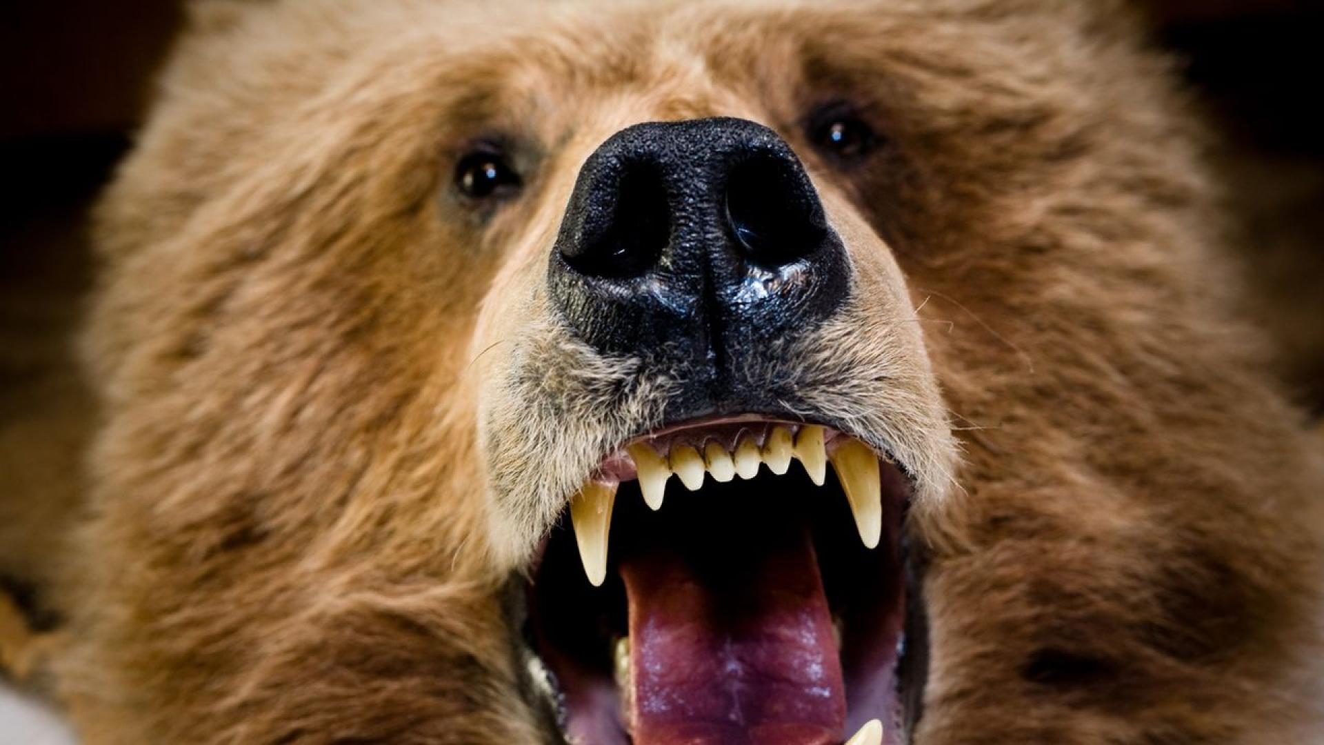 Опитен гръцки планинар загина при падане в овраг в северната