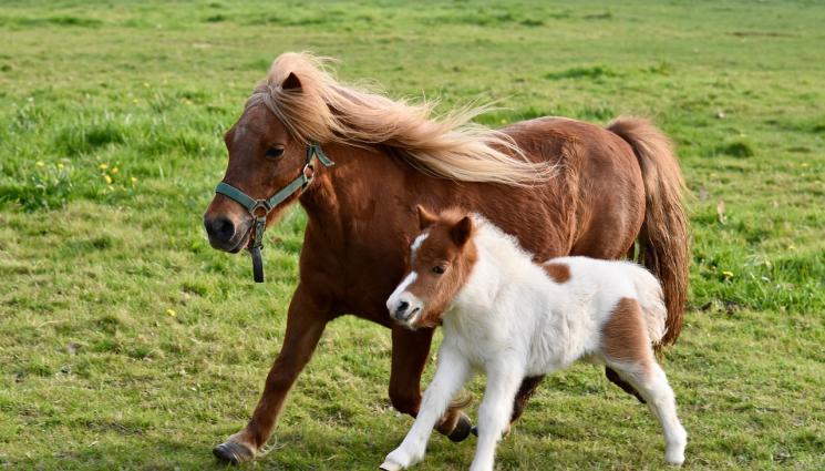 понита - Ферма край Перник е превърната в оазис за диви животни (СНИМКА)