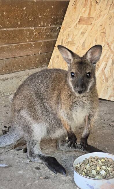 кенгуру Скокльо